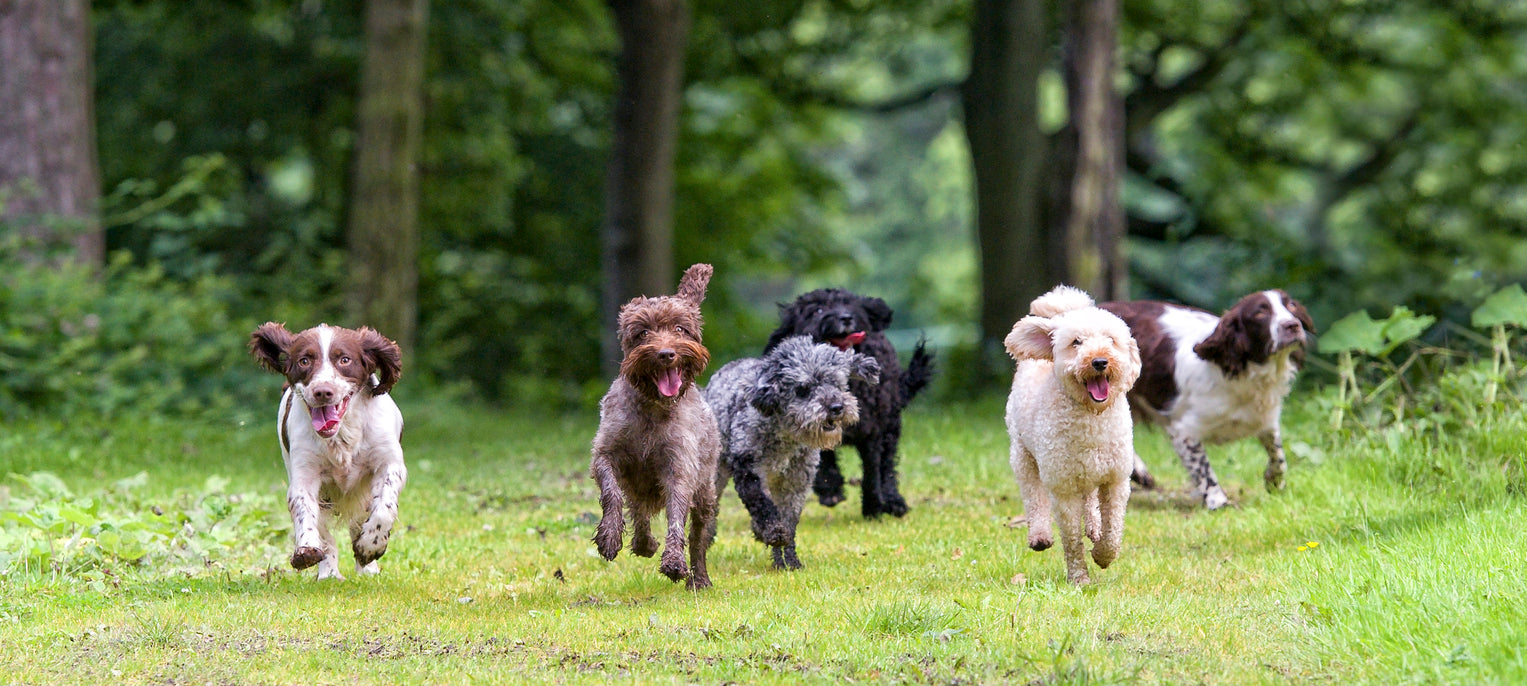 sechs Hunde laufen der Kamera entgegen, vielleicht erwarten sie SAM'S BISCUITS am Ende