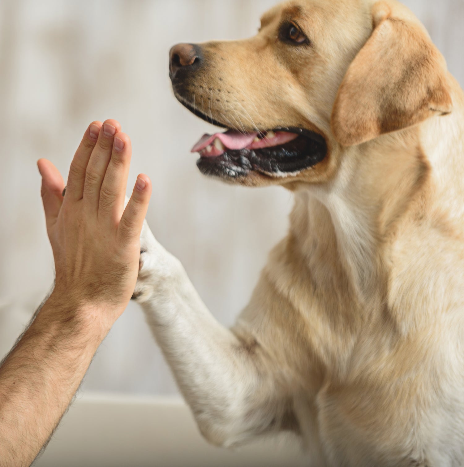 Ein heller Labrador legt seine Pfote in die Hand eines Menschen