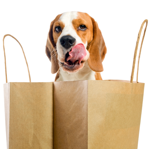schmatzender Beagel mit Tüten vor sich. SAM'S BISCUITS hundekekse online kaufen und jeder Hund macht eine wow leckerli Erfahrung.