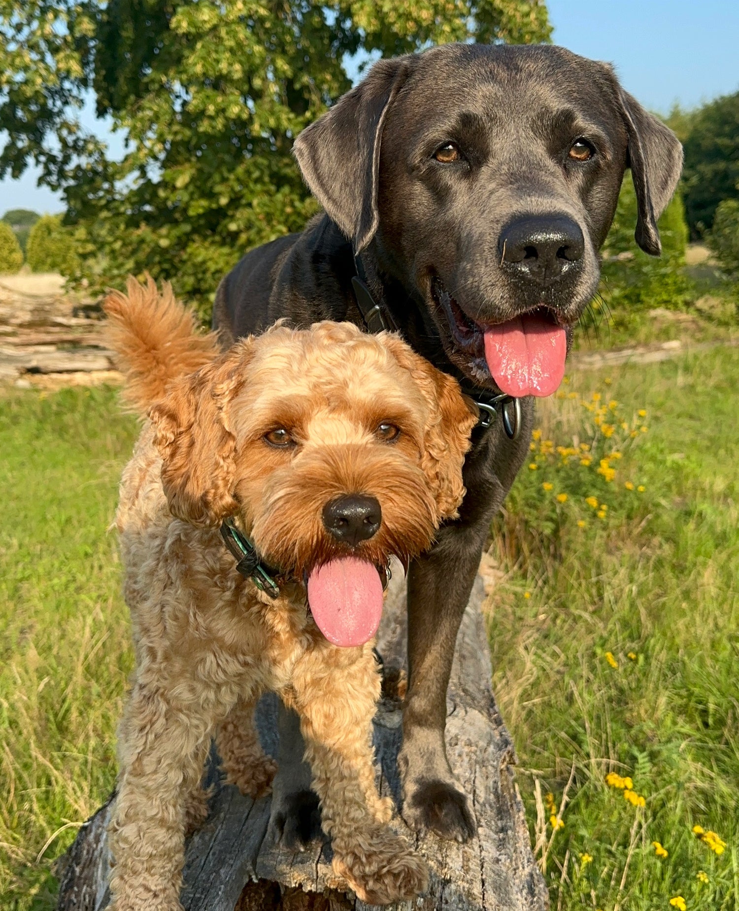 Vegane Hundeleckerlis,pflanzliches Hundeleckerli für große und kleine Hunde, gut verträglich, lokal produziert, Hundekekse, Plätzchen für Hunde, Hundekuchen, Hund, Keks hund, Geschenk für Hunde, proteinreich, duftend, angenehm